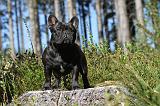 BOULEDOGUE FRANCAIS 311